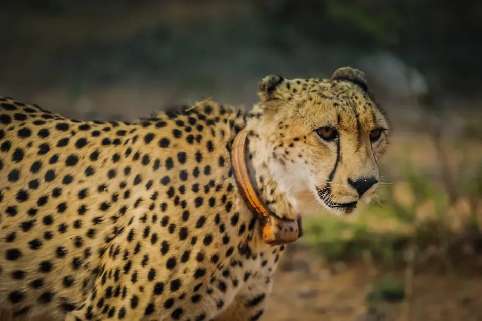 Technology, Tracking, and the Future of Animal Sentinels (Image Credits: Pexels)
