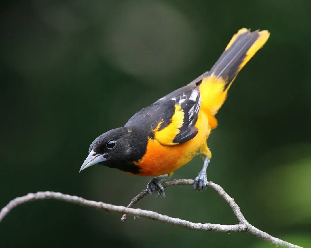 Baltimore Oriole: Maryland's Fiery Weaver (Image Credits: Unsplash)