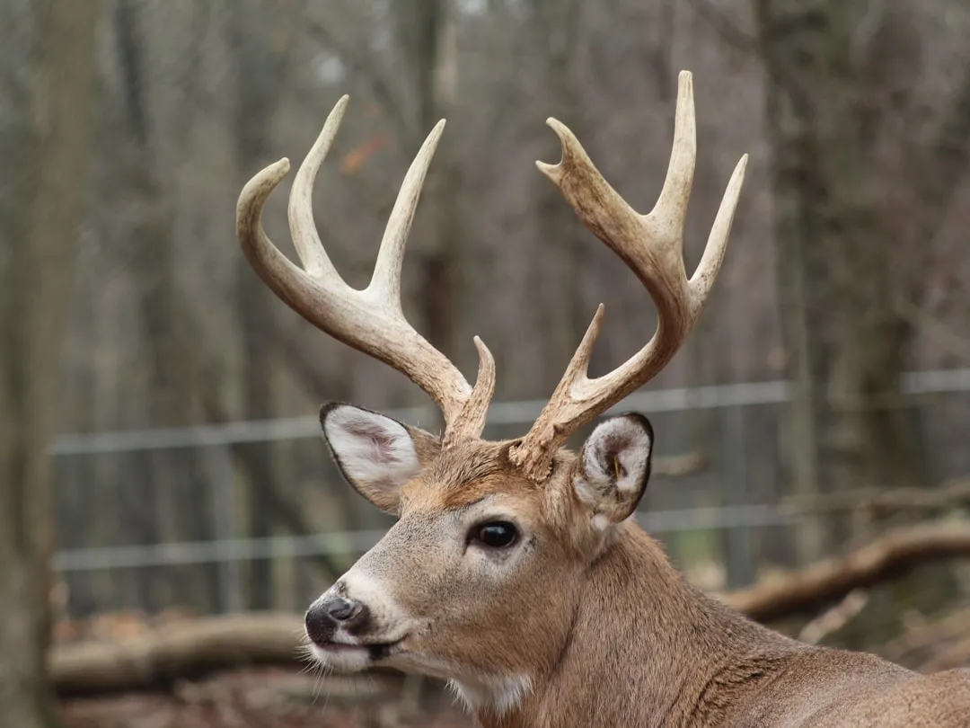 1. White-Tailed Deer: Bambi With Knives on Its Head (Image Credits: Unsplash)