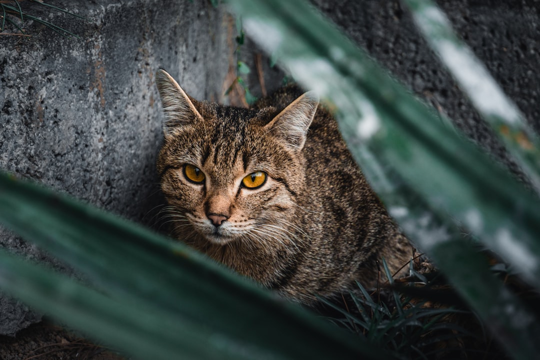 Cats: Silent Fear Detectors with Acute Observation Skills (Image Credits: Unsplash)