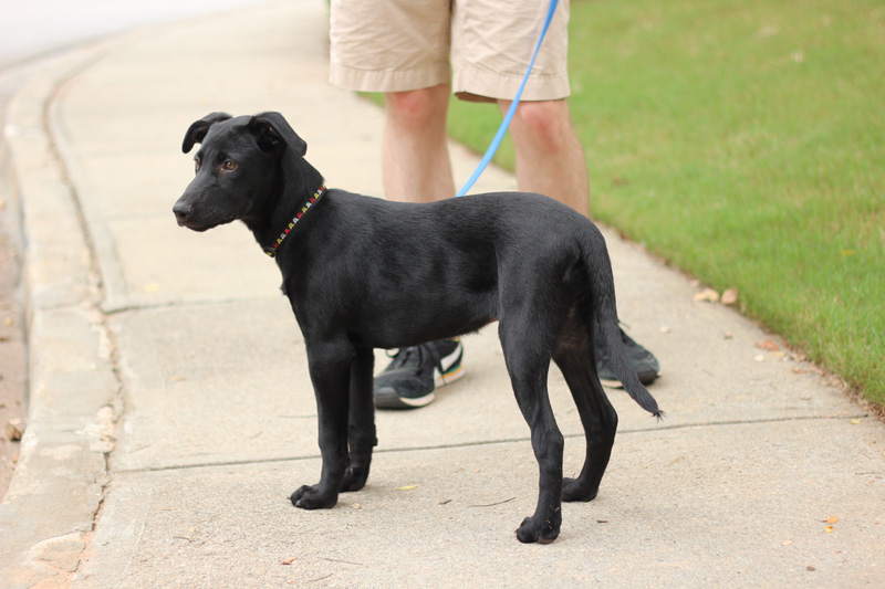 #1 Labrador Retriever Mix (Image Credits: Wikimedia)