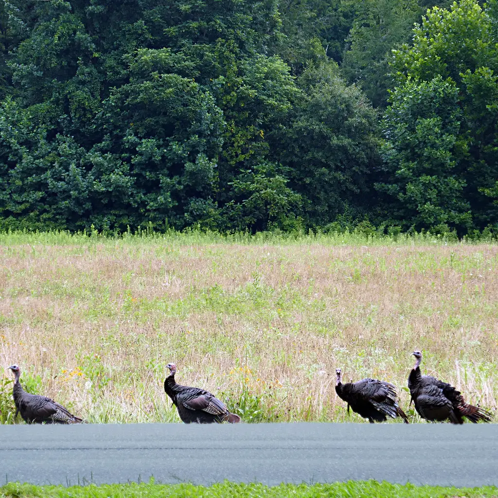 #6 Tennessee – Rivers, Ridges, and Resilient Flocks (pom'., Flickr, CC BY-SA 2.0)