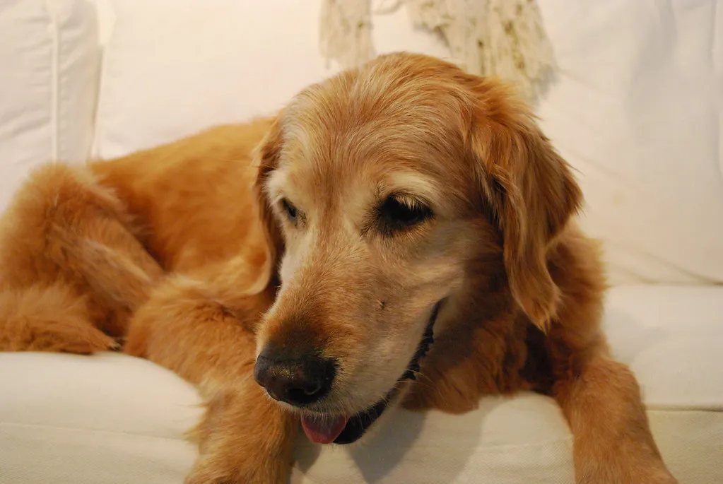 #35 - Golden Retriever: Gentle, Patient, and Weirdly Good with Chaos (wablair, Flickr, CC BY 2.0)