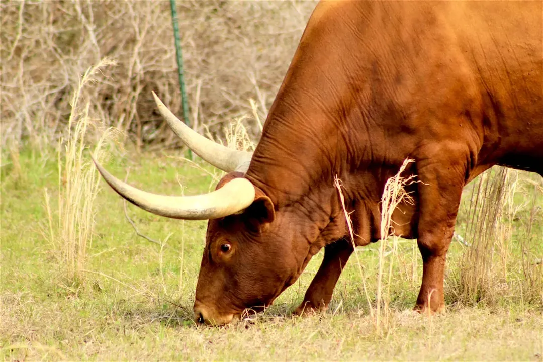 Taurus: The Bull's Stubborn Shield (Image Credits: Unsplash)