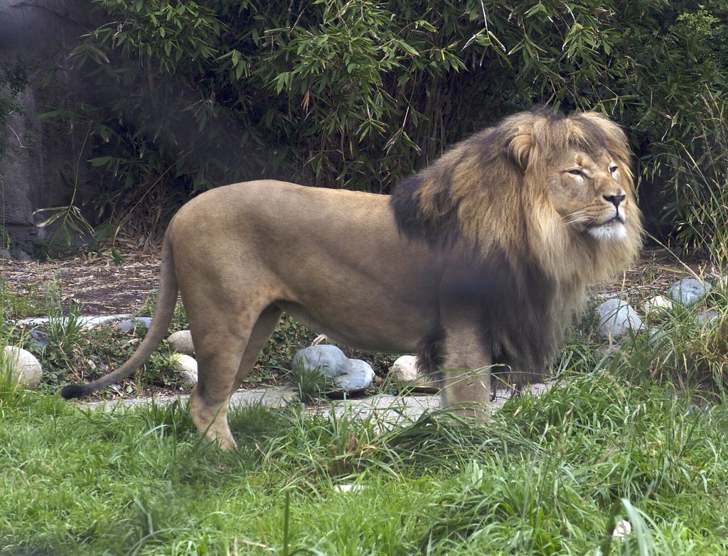 Modern Wildlife Encounters and Recognition Patterns (Image Credits: Flickr)