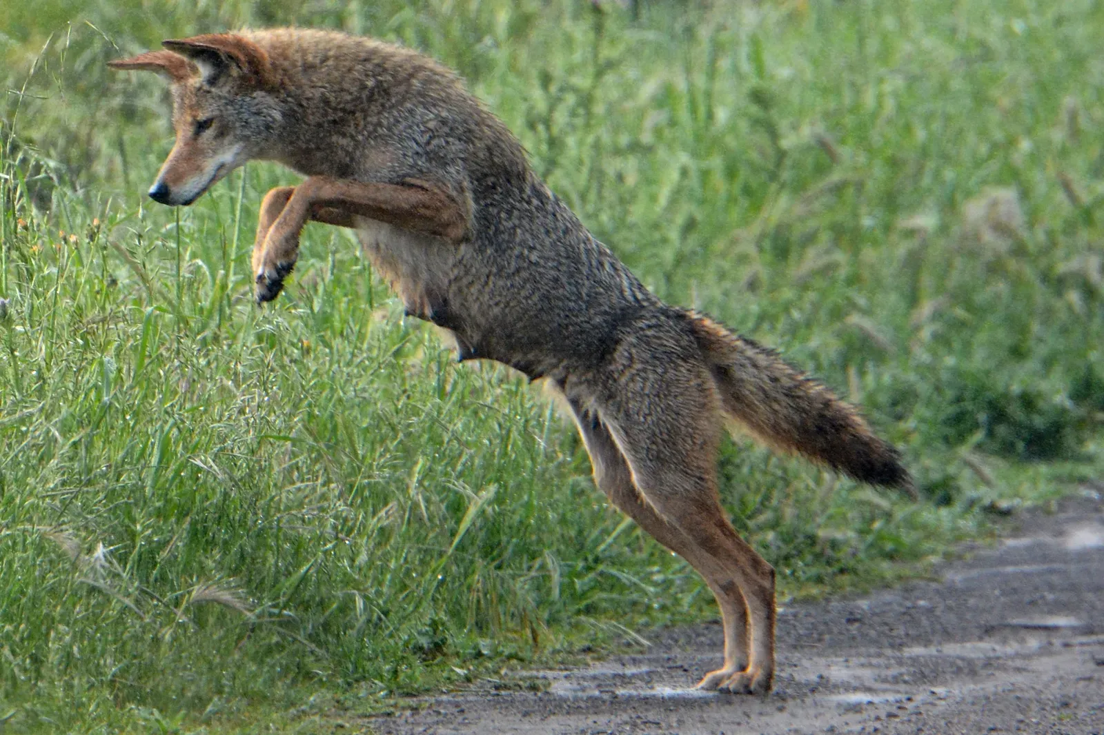 Gemini: The Coyote (Image Credits: Wikimedia)