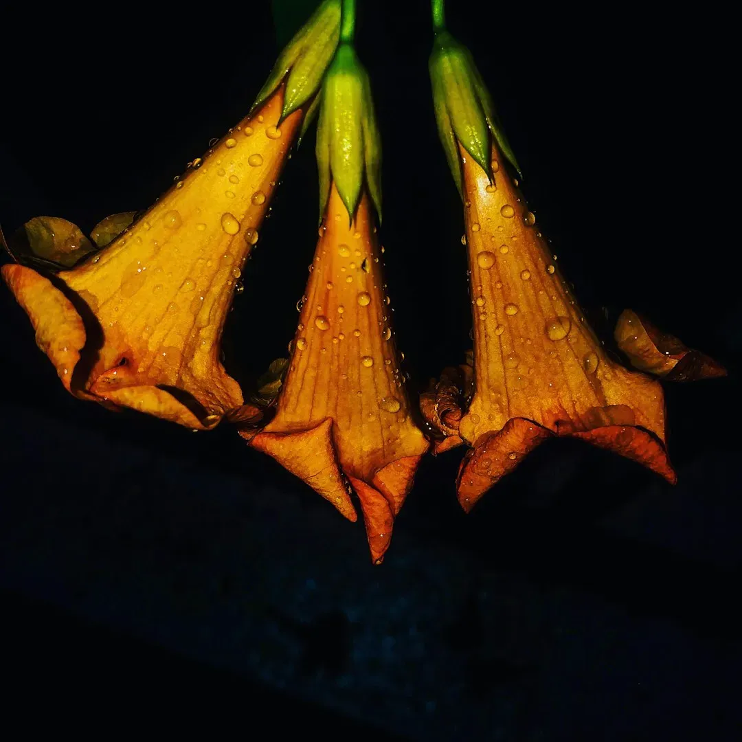 Pollination After Dark: The Crops You Love Depend on Bats (Image Credits: Unsplash)