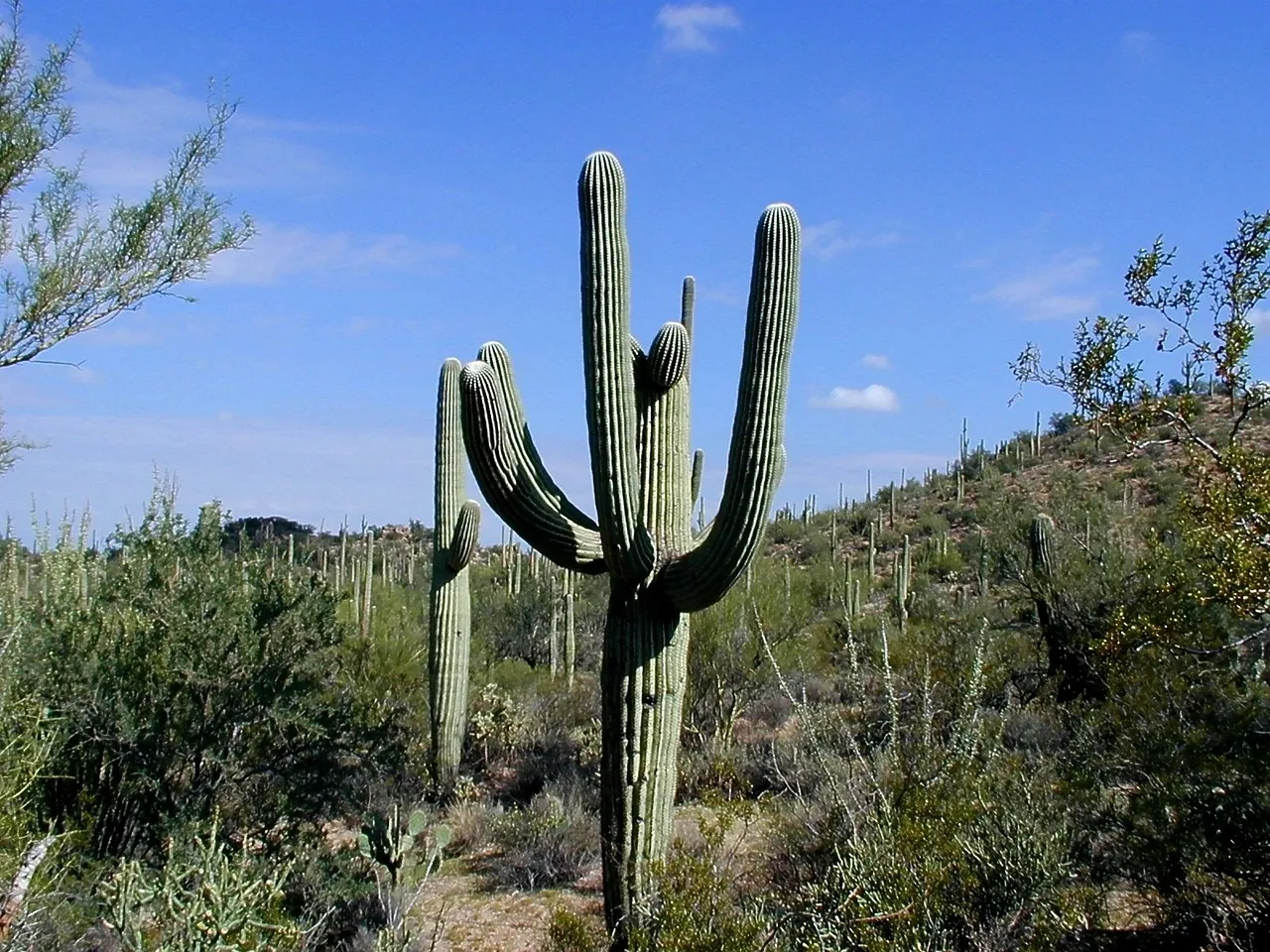 #2 - Saguaro Cacti: Desert Skyscrapers and Water Banks (Image Credits: Pixabay)