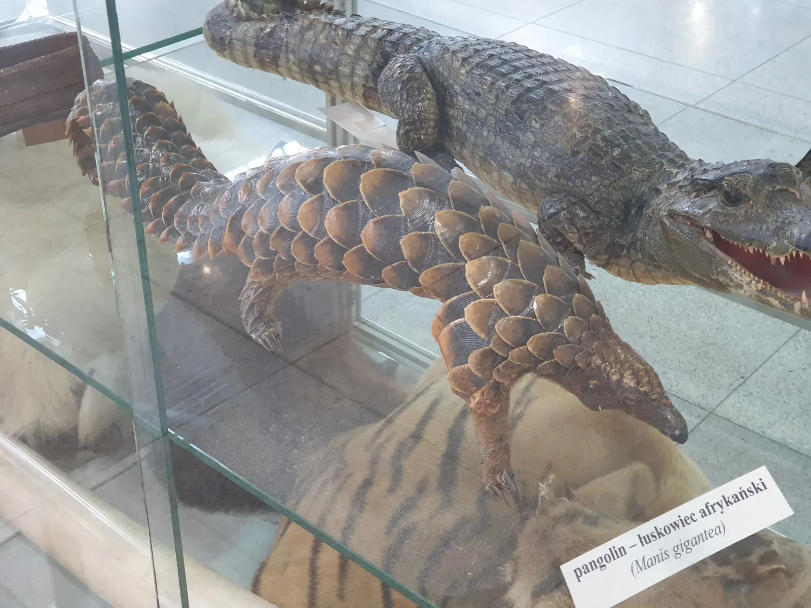 Baby Pangolins Ride on Their Mother's Tail (Image Credits: Wikimedia)