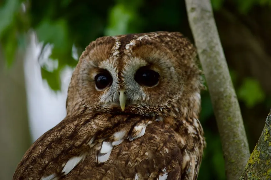 Taurus: The Tawny Owl's Lesson in Stability (Image Credits: Pexels)