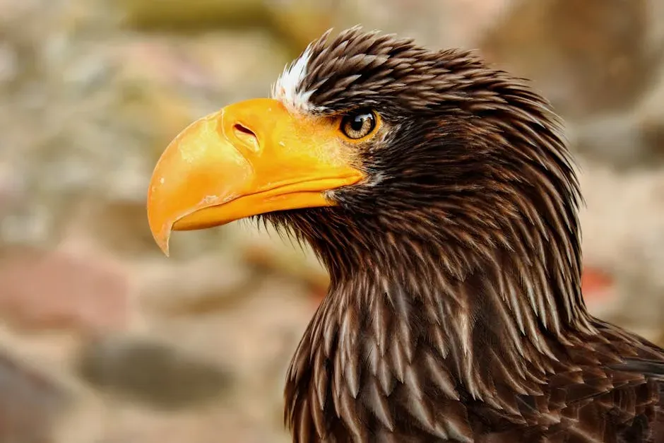 Fact 3: That Bill Is the Largest of Any Living Eagle (Image Credits: Pexels)