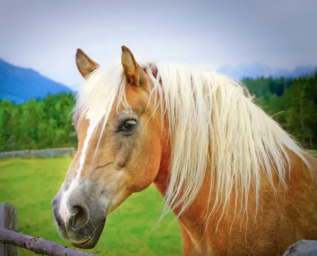 The Hard Truth Nobody in the Horse World Wants to Say Out Loud (Image Credits: Unsplash)