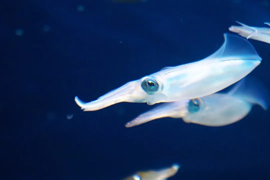 The Antarctic Gonate Squid - Filmed Alive for the Very First Time (Image Credits: Unsplash)