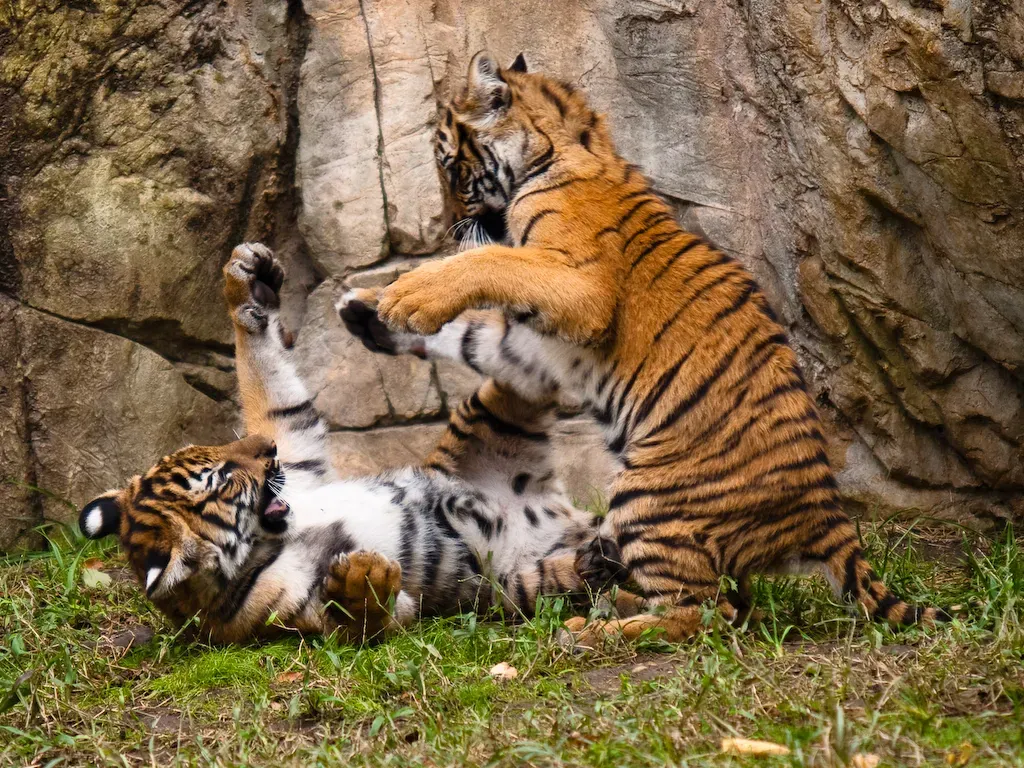 Play Behavior in Cubs Reveals Emotional Development (Image Credits: Wikimedia)