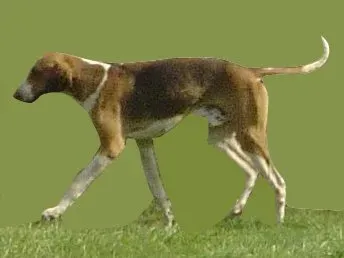 The Problem With English Foxhounds in America (Image Credits: Wikimedia)