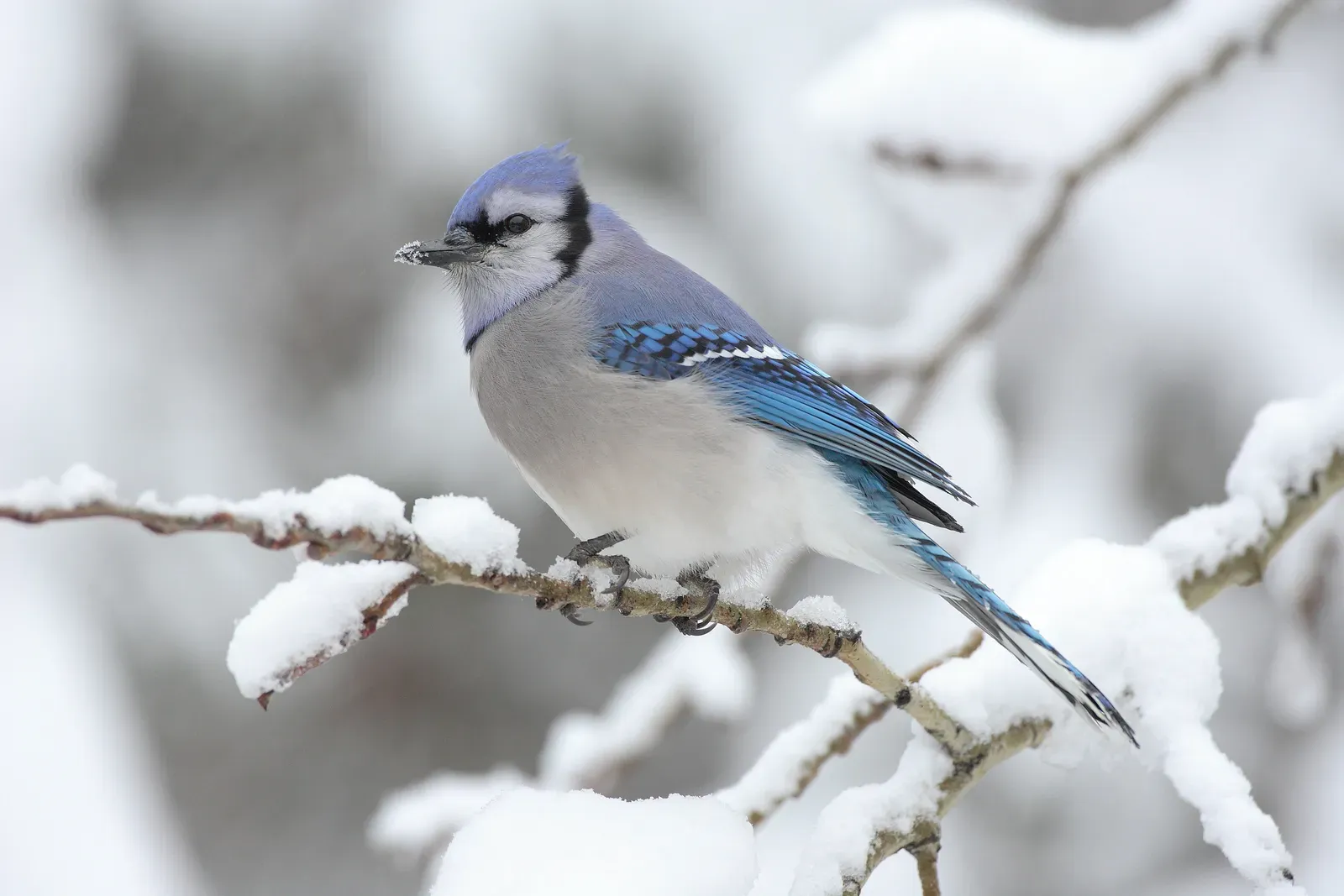 Changes with the Seasons (By Mdf, CC BY-SA 3.0)