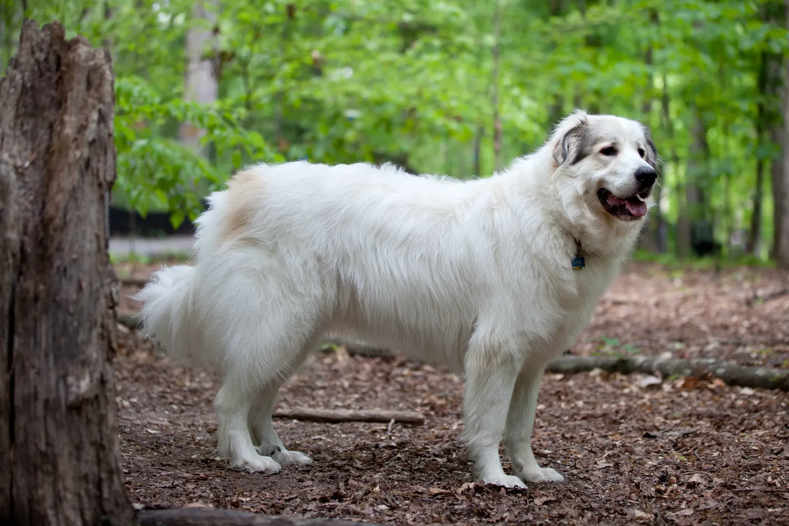 #7 Libra and the Great Pyrenees (By HeartSpoon, CC BY-SA 3.0)
