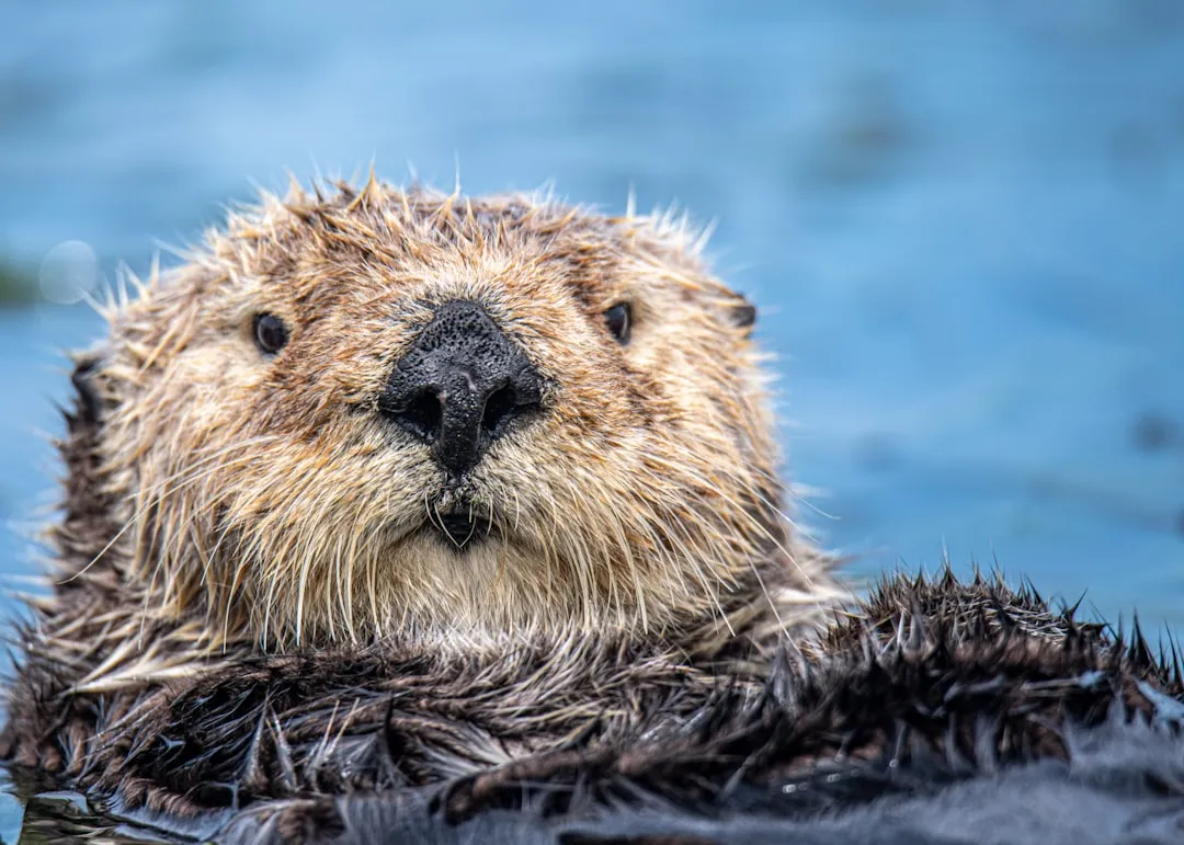 They Keep Sea Urchins From Turning Forests Into Underwater Deserts (Image Credits: Unsplash)
