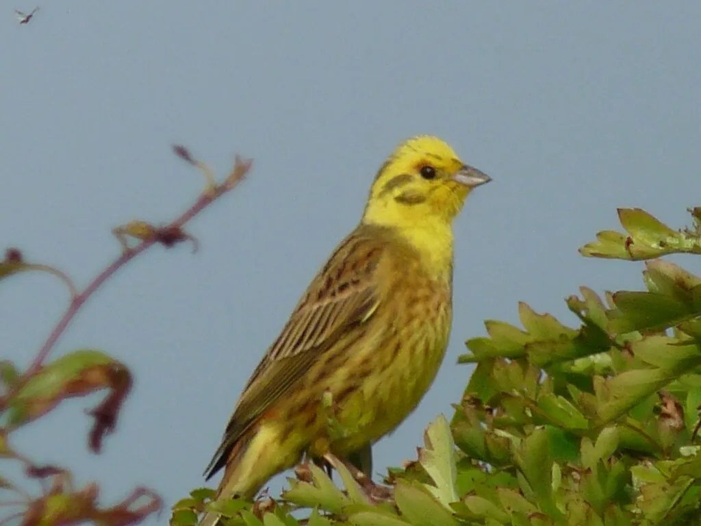 #28 - Yellowhammers Have Gone Silent Across Entire Regions (hawkeye108, Flickr, CC BY 2.0)