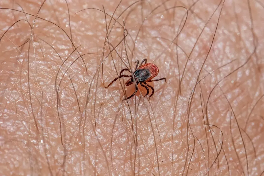Eucalyptus Oil Overwhelms Spider Senses (Image Credits: Unsplash)