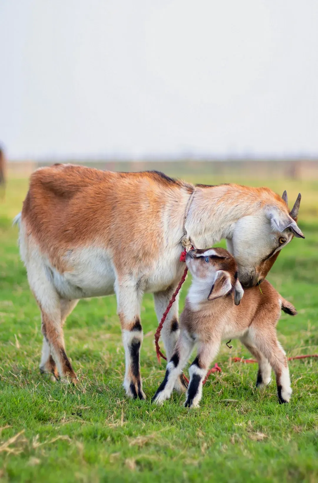 Conclusion: A Mother's Love Knows No Bounds (Image Credits: Unsplash)
