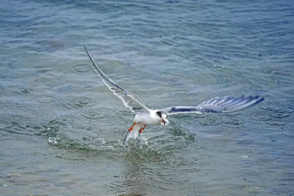 10. Interior Least Tern (Image Credits: Pexels)