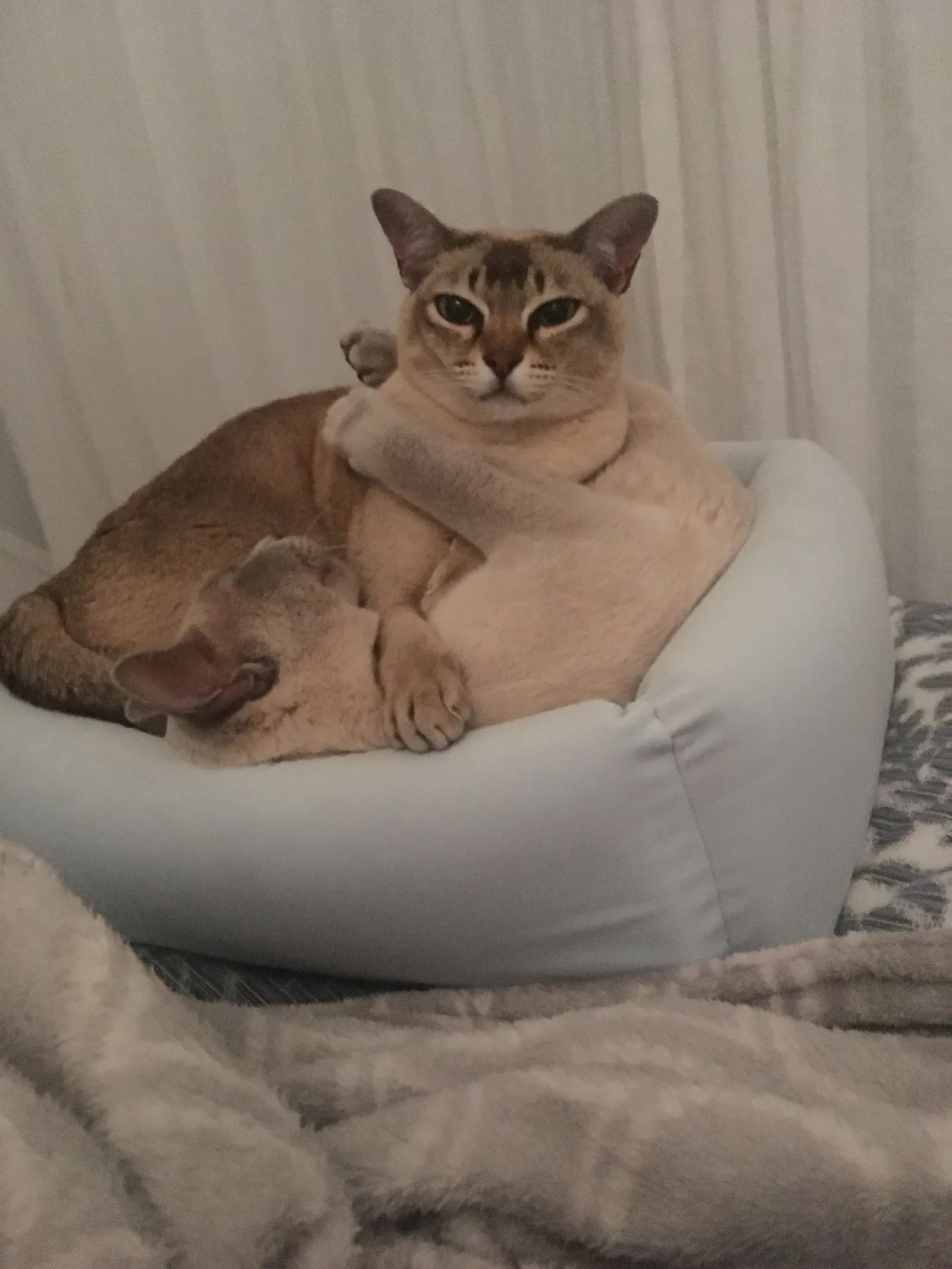 9. Burmese Cat: The Social Butterfly of the Night (Image Credits: Wikimedia)