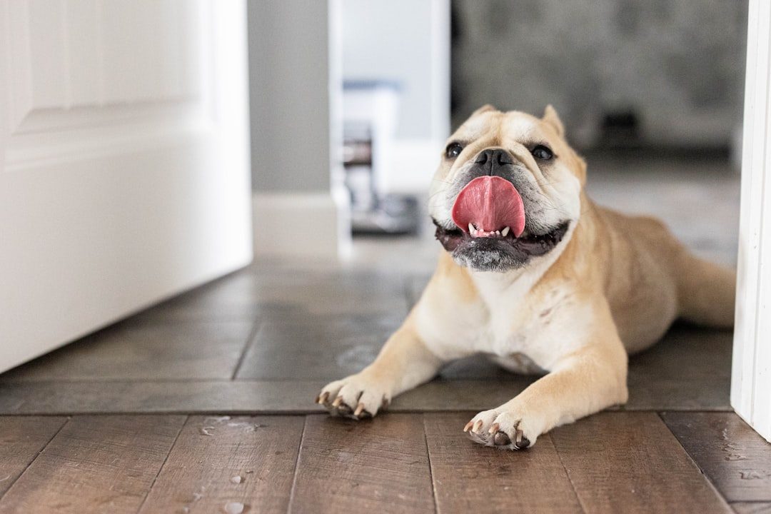 French Bulldogs: The Apartment Angels (Image Credits: Unsplash)