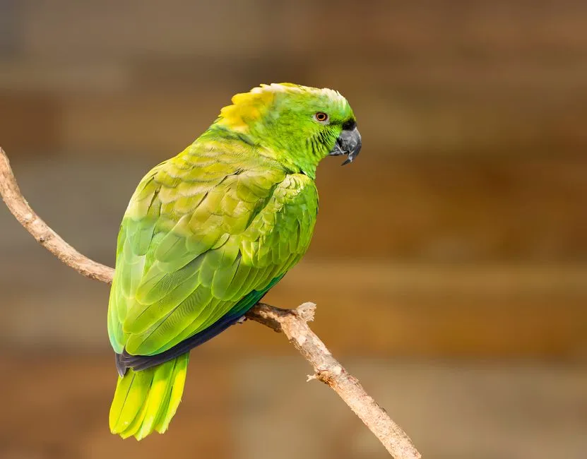#9 - Yellow-Naped Amazons: The Grudge Holders (Image Credits: Pexels)