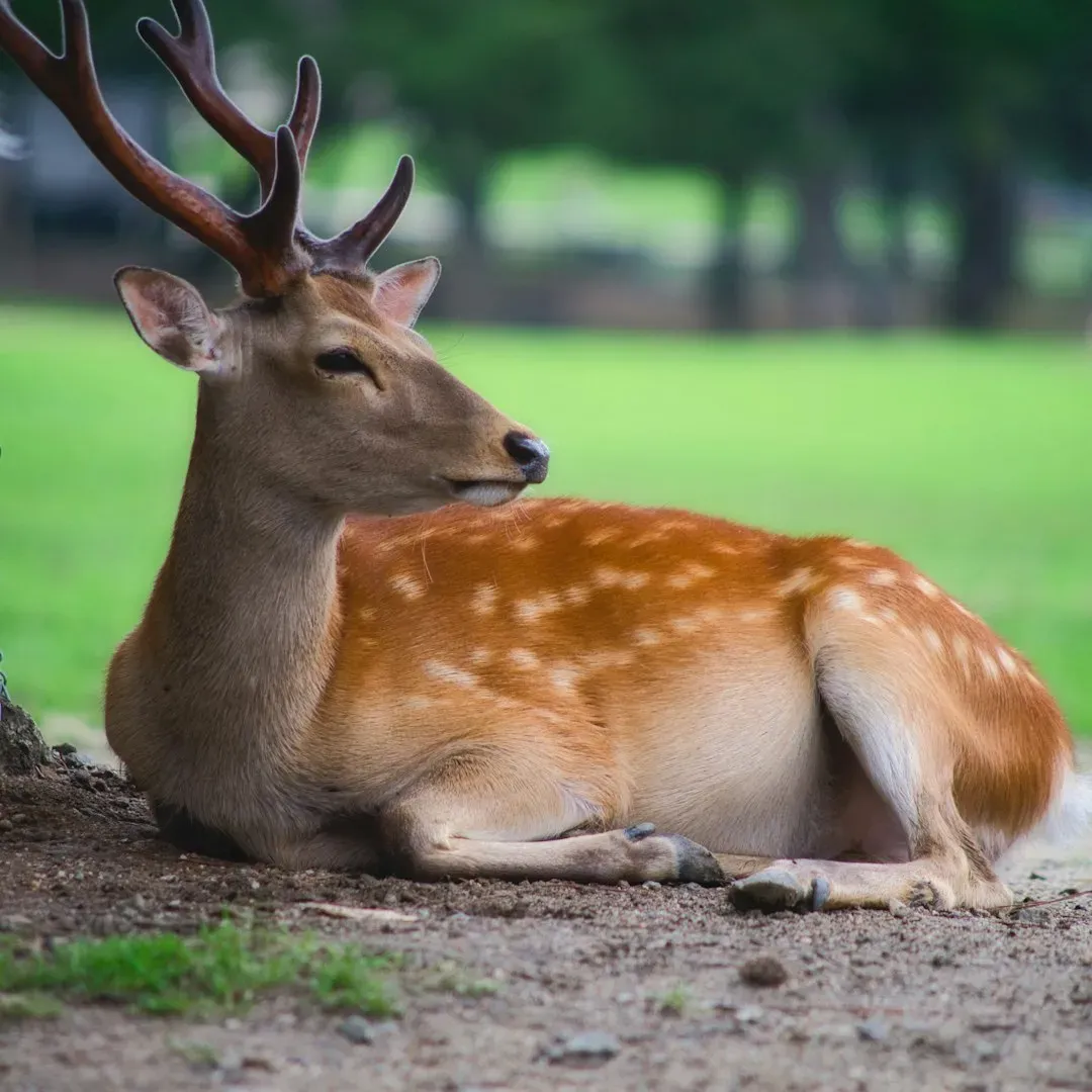 #11. Sleeping Deer in Your Yard Are More Common Than Most People Realize (Image Credits: Unsplash)