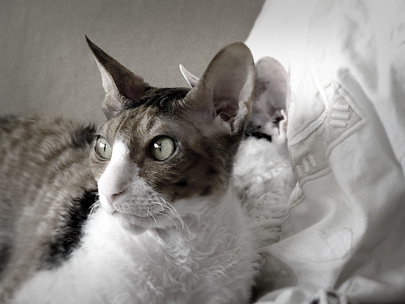 Cornish Rex: Waves of Worry (Image Credits: Flickr)