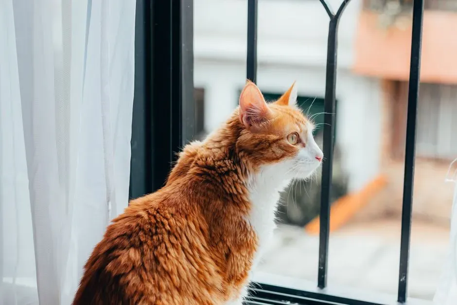 1. Gazing Out the Window (Image Credits: Pexels)