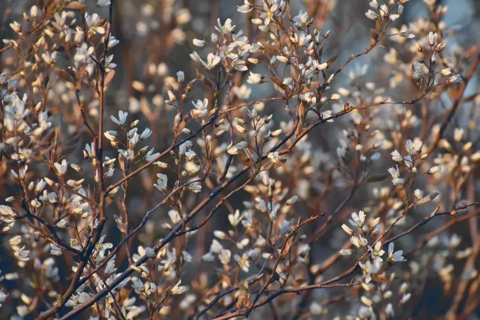 1. Serviceberry (Amelanchier spp.) - The Early Bird Special (Image Credits: Pexels)