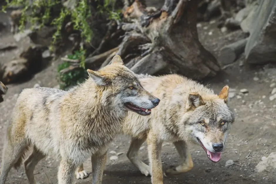 Evidence From Comparisons With Wolves (Image Credits: Pexels)