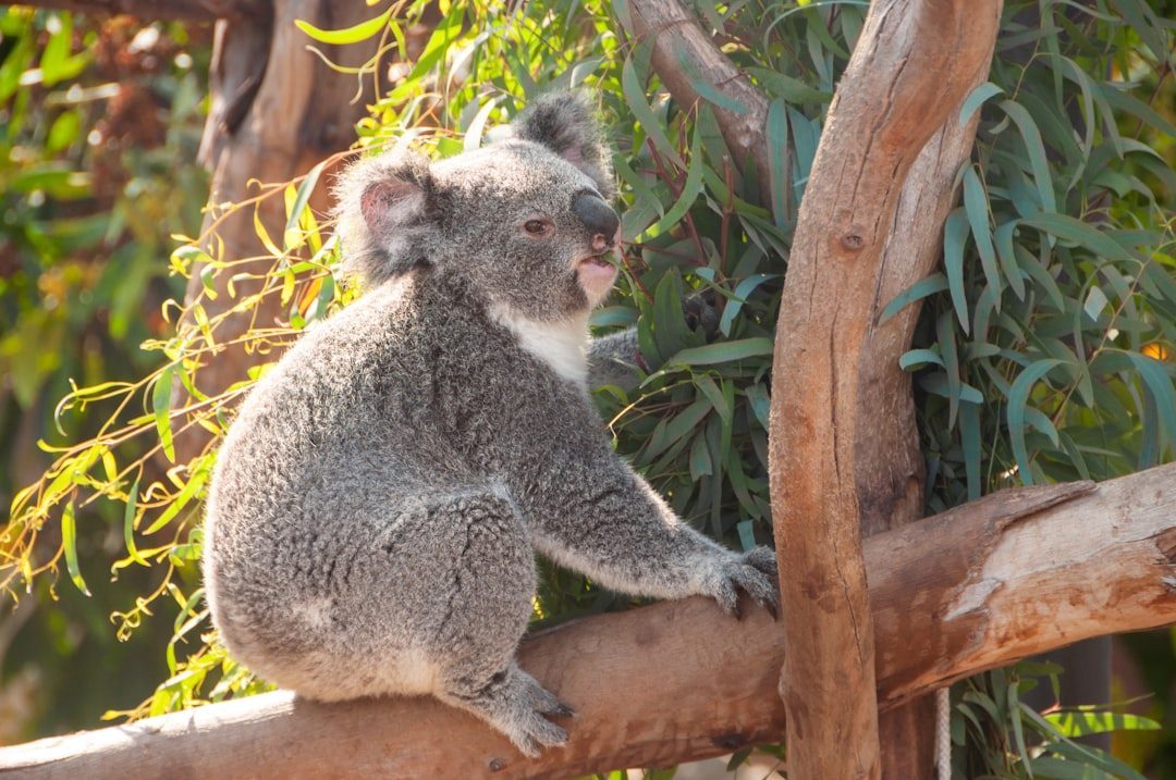 The Koala: Australia's Sleepy Tree Hugger (Image Credits: Unsplash)
