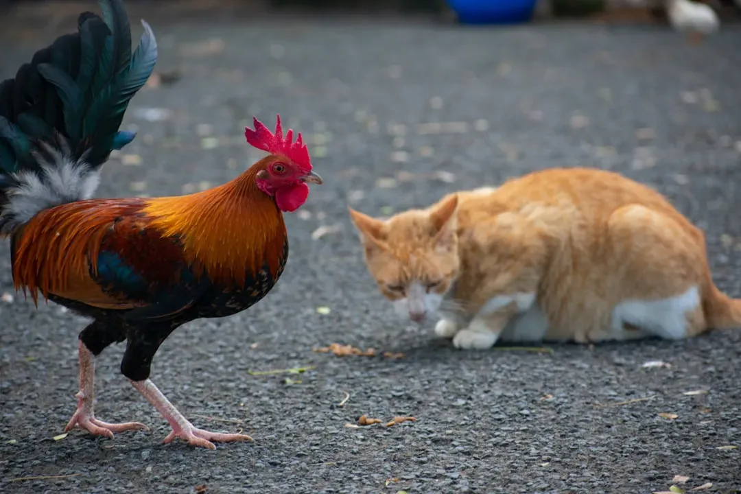 #12 - The Cat That Protected a Chicken Instead of Hunting It (Image Credits: Unsplash)
