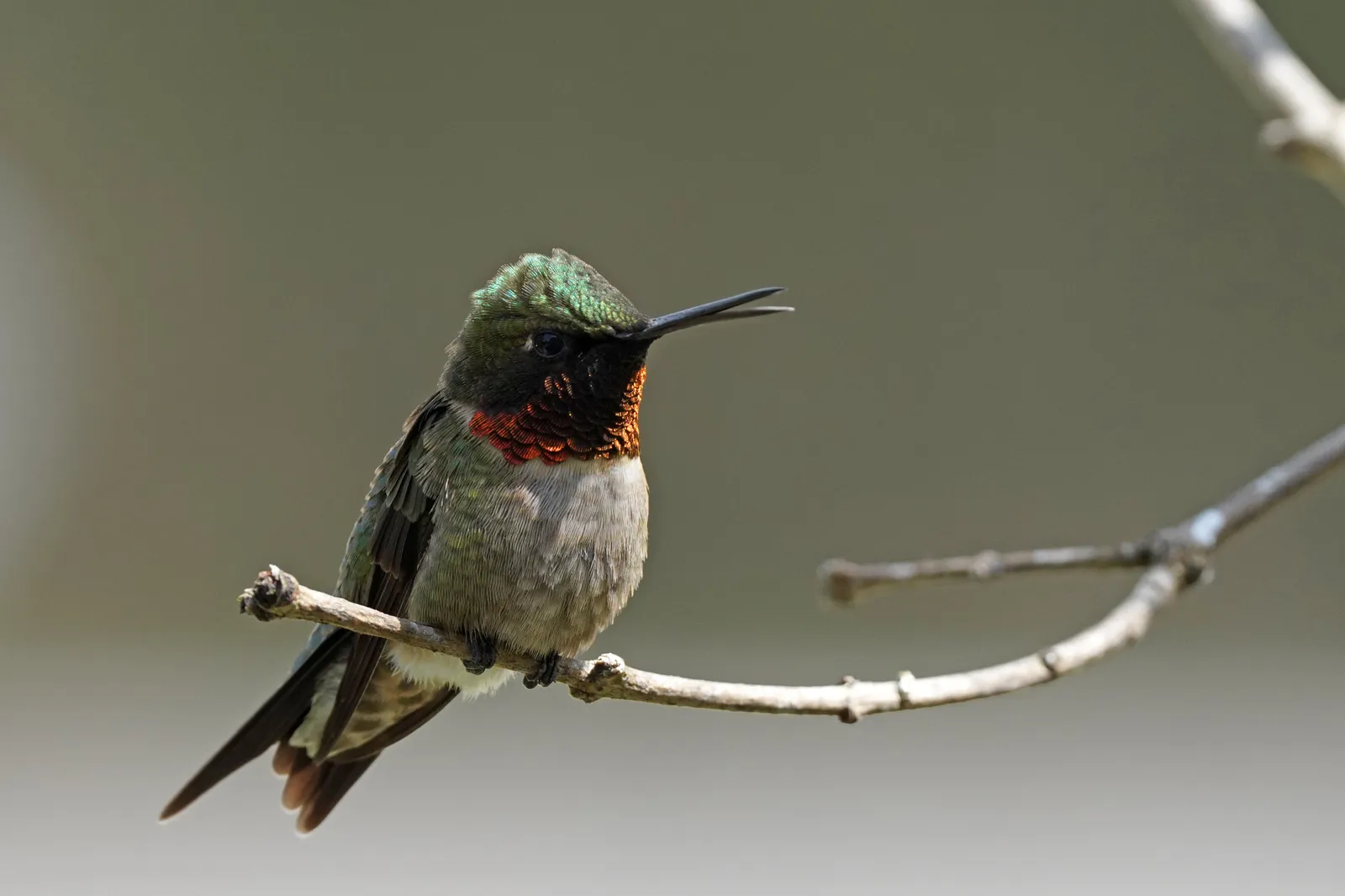 #5 - They Guard Empty Feeders Like They're Still Full (Ruby-throated hummingbird, Public domain)
