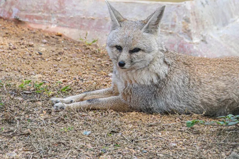 Virgo (August 23 &ndash; September 22): The Bengal Fox (Image Credits: Pexels)