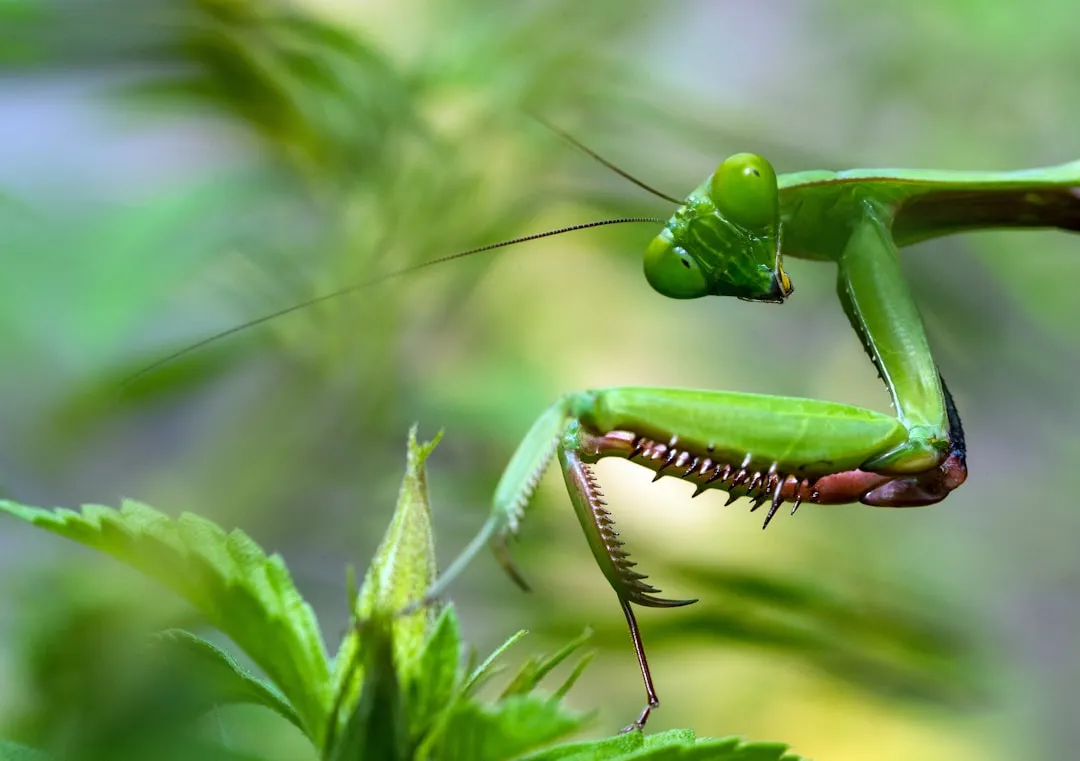 China: Emblem of Mindfulness and Martial Prowess (Image Credits: Unsplash)