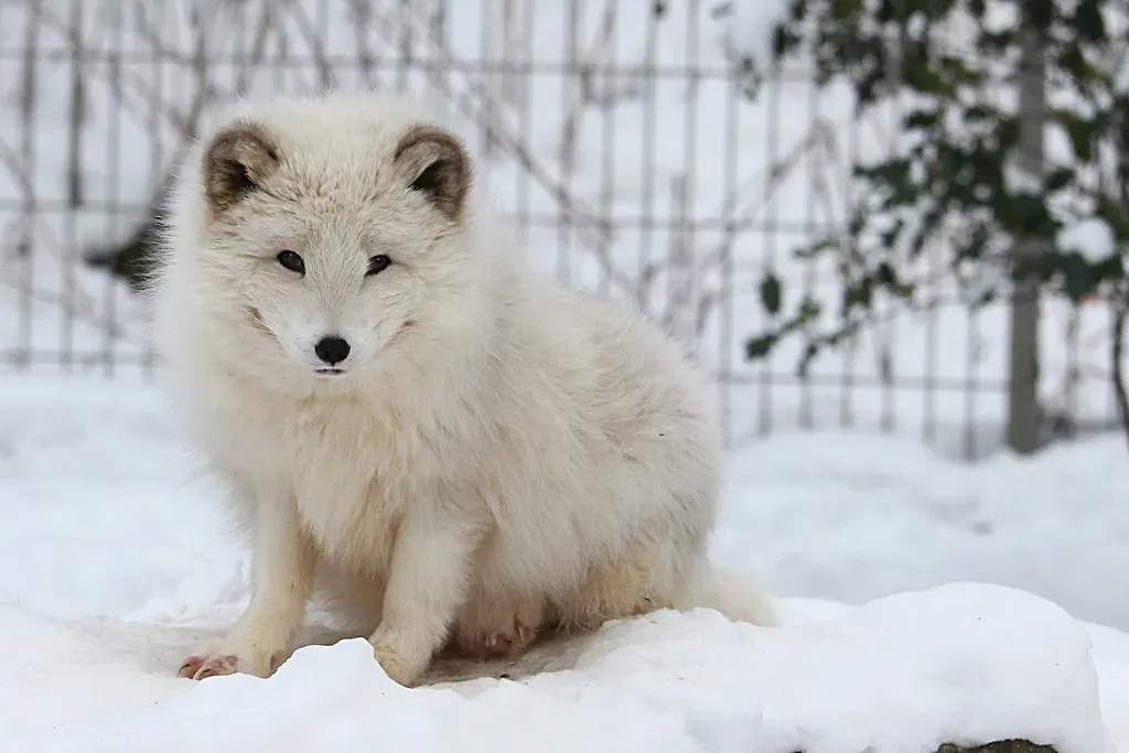 3. The Arctic Fox's Countercurrent Heat Exchange (zoofanatic, Flickr, CC BY 2.0)