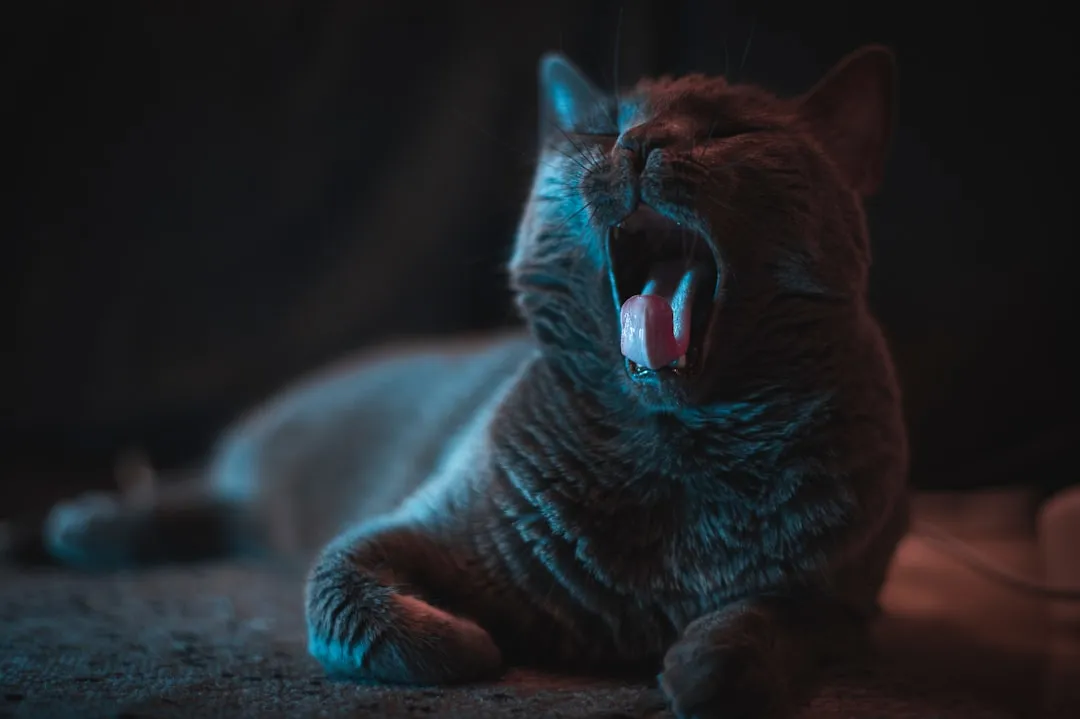 #10 - Odd New Vocalizations, Especially at Night (Image Credits: Unsplash)