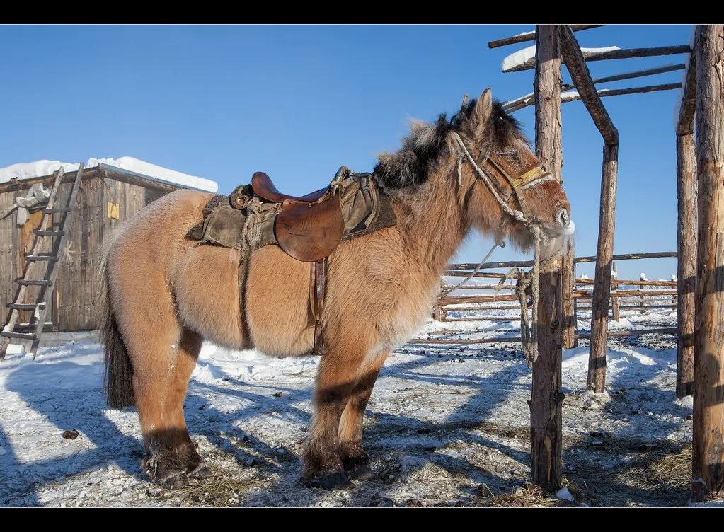 #10 - Turnout Politics and the Horse That Quietly Opts Out (Maarten Takens, Flickr, CC BY-SA 2.0)