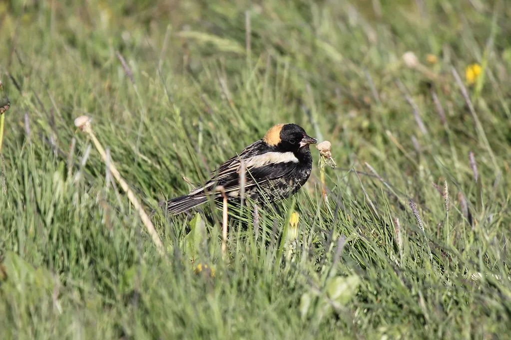 #27 - Bobolink: A Grassland Gem Almost Nobody Sees Anymore (Jason Crotty, Flickr, CC BY 2.0)