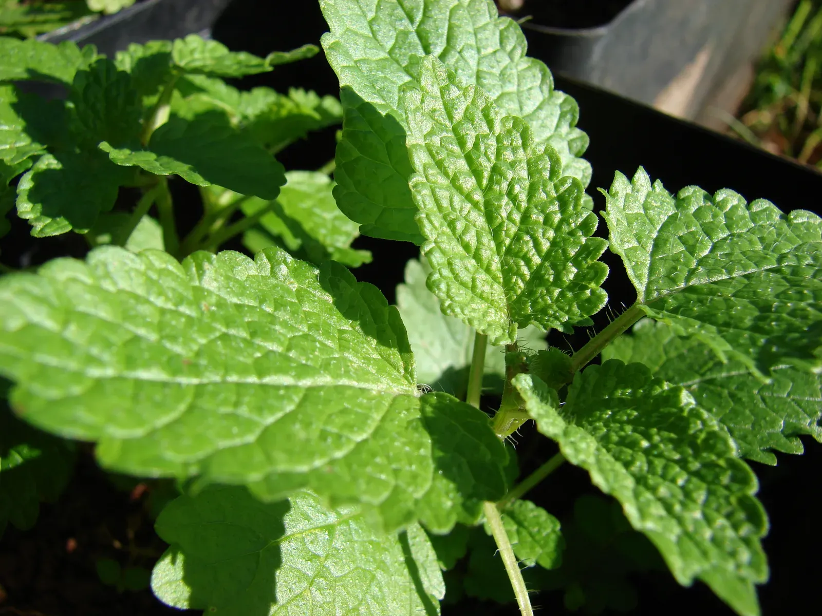 Lemon Balm (Image Credits: Wikimedia)