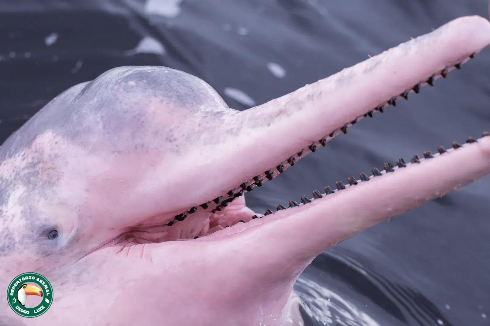 The Pink River Dolphin (Image Credits: Wikimedia)