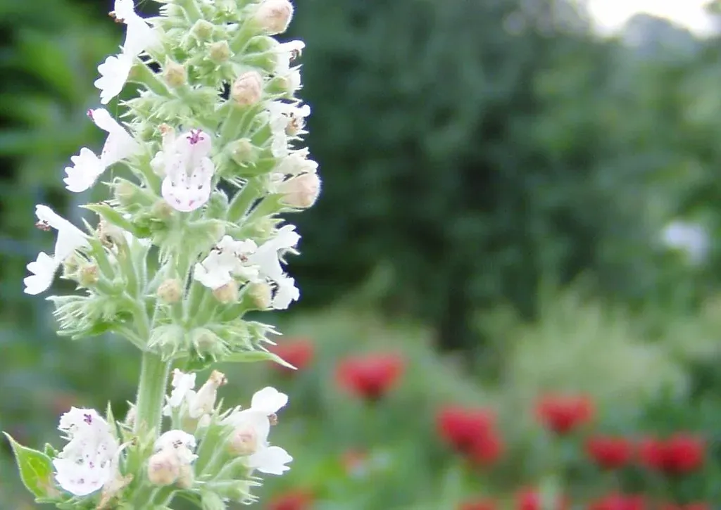 #1 - Catnip: The Garden Herb That Outperforms DEET in Lab Conditions (Tiger Lily, Flickr, CC BY 2.0)