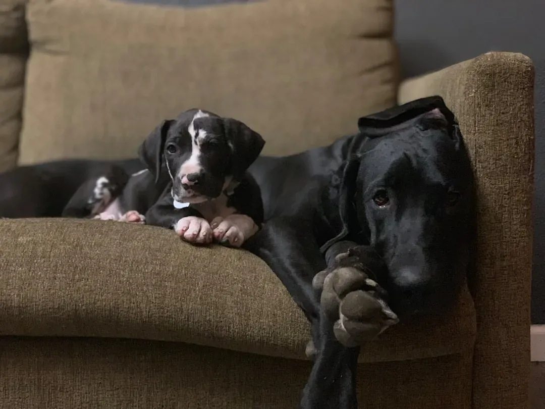 The Great Dane: Gentle Giants for Compact Spaces (Image Credits: Unsplash)