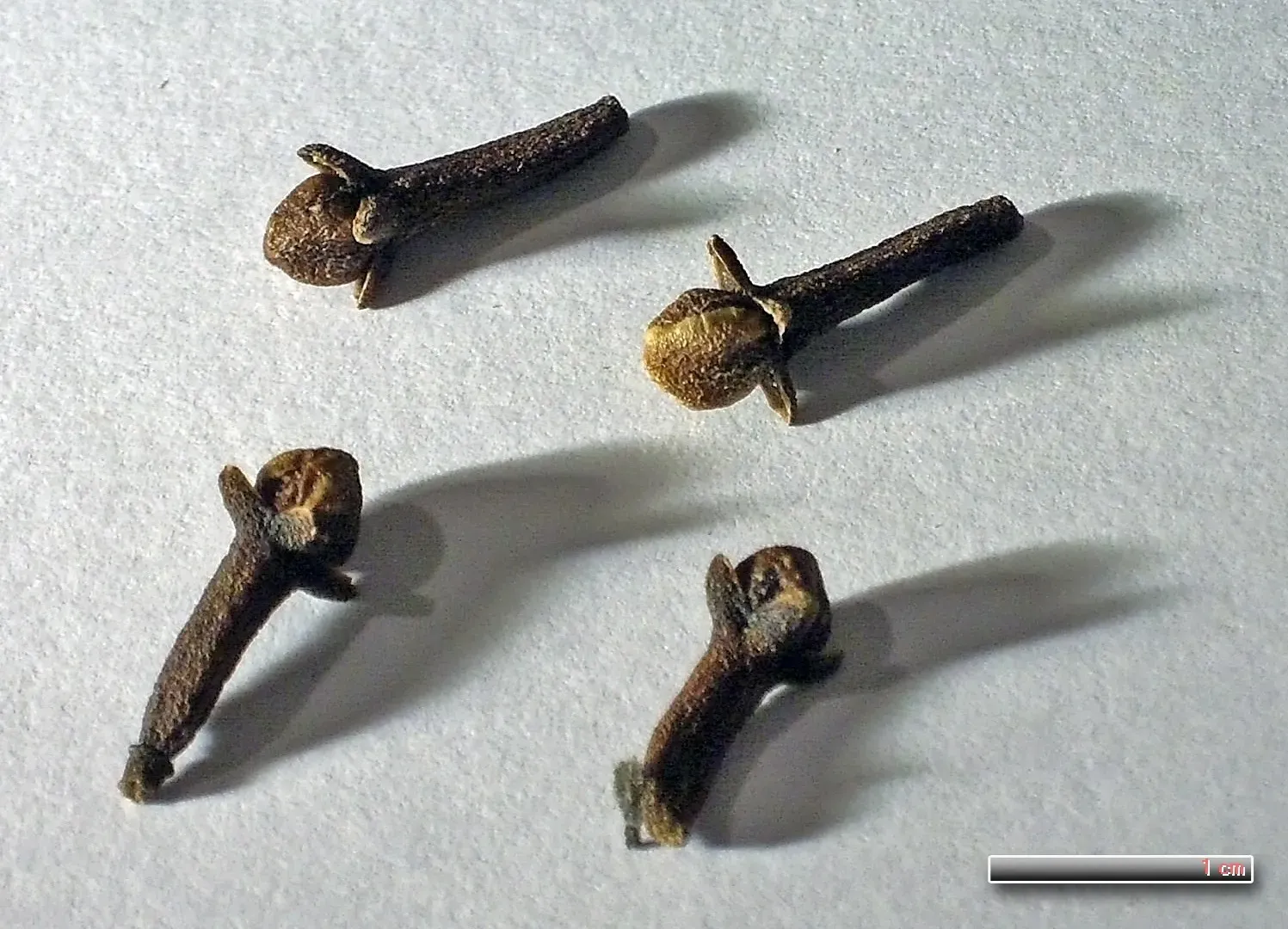 4. Clove Oil - The Heavy Hitter Backed by Real Science (By Rillke, CC BY-SA 3.0 de)