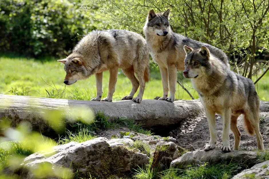 Wolves Moving Beyond Their Traditional Territory (Image Credits: Pexels)