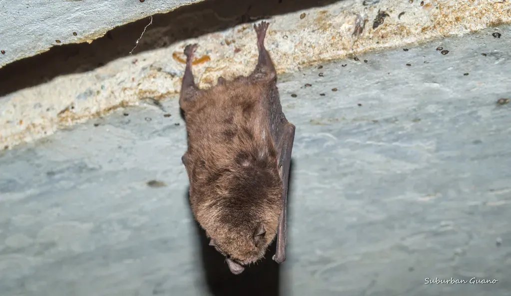 #11: Bat Guano Shaped Human History (darkday., Flickr, CC BY 2.0)